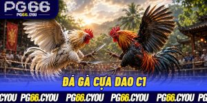Đá Gà Cựa Dao C1