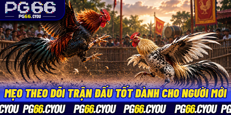 Mẹo theo dõi trận đấu tốt dành cho người mới
