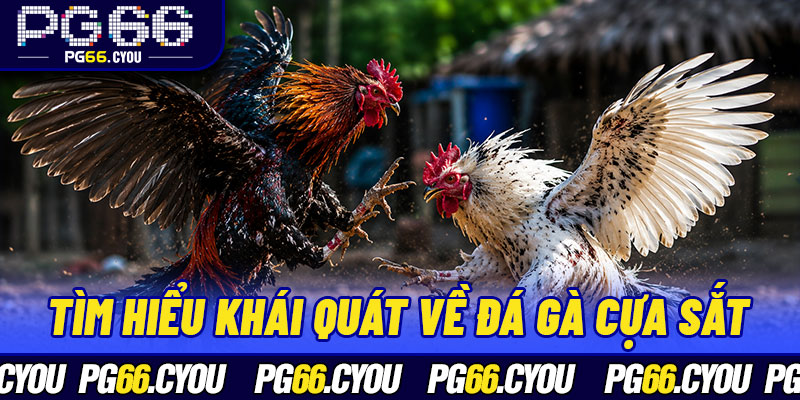 Tìm hiểu khái quát về đá gà cựa sắt